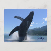 ザトウクジラの彫像「タフク」 –  ポストカード (正面)