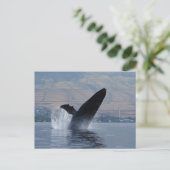 ザトウクジラの浸食 ポストカード (スタンド正面)