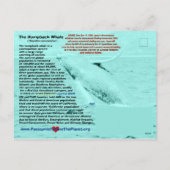 ザトウクジラの絶滅危惧種はがき シーズンポストカード (裏面)