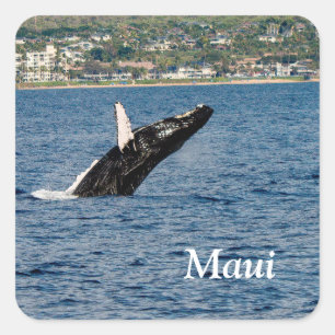 ザトウクジラの背の高いマウイのシール スクエアシール