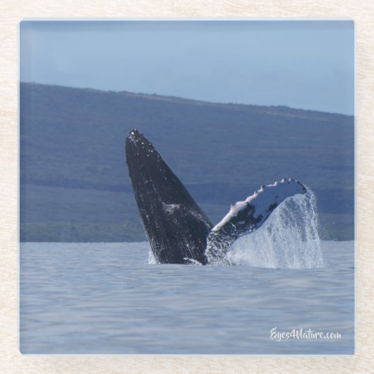 ザトウクジラの頭の長いガラスのコースター ガラスコースター (正面)