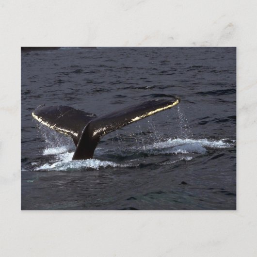 ザトウクジラの鳴き声（テールフルケ）/ギラギラ ポストカード (正面)
