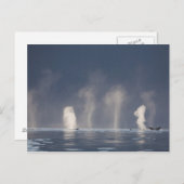 ザトウクジラのMegapteraのnovaeangliae) ポストカード (正面/裏面)