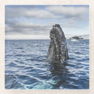 ザトウクジラのSpyhops の希望湾、南極大陸 ガラスコースター