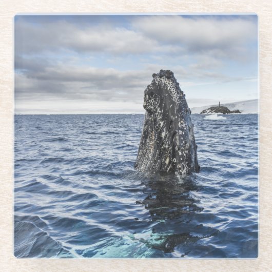 ザトウクジラのSpyhops |の希望湾、南極大陸 ガラスコースター (正面)