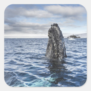 ザトウクジラのSpyhops  の希望湾、南極大陸 スクエアシール