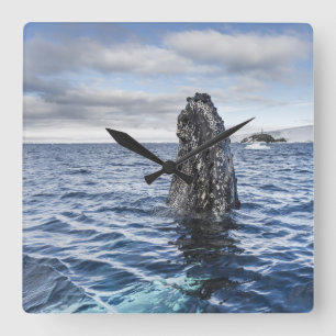 ザトウクジラのSpyhops の希望湾、南極大陸 スクエア壁時計