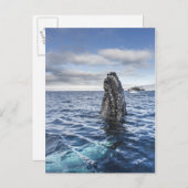 ザトウクジラのSpyhops |の希望湾、南極大陸 ポストカード (正面/裏面)