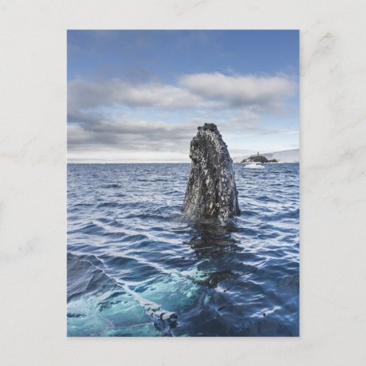 ザトウクジラのSpyhops |の希望湾、南極大陸 ポストカード (正面)