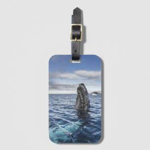 ザトウクジラのSpyhops の希望湾、南極大陸 ラゲッジタグ
