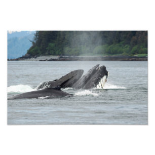 ザトウクジラを食べ物を与えること フォトプリント           