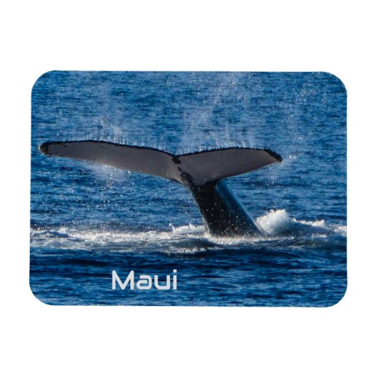 ザトウクジラ尾の可撓性磁石 マグネット (横)