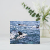 ザトウクジラ尾はがき ポストカード (スタンド正面)