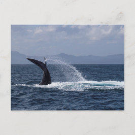 ザトウクジラ尾スプラッシュ ポストカード