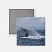 ザトウクジラ尾スプラッシュ マグネット (正面/裏面)