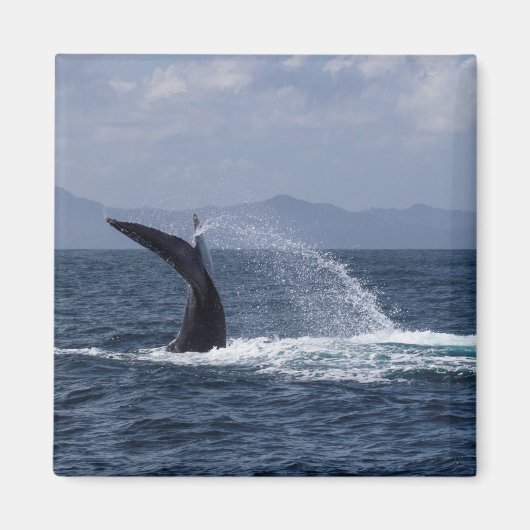 ザトウクジラ尾スプラッシュ マグネット (正面)