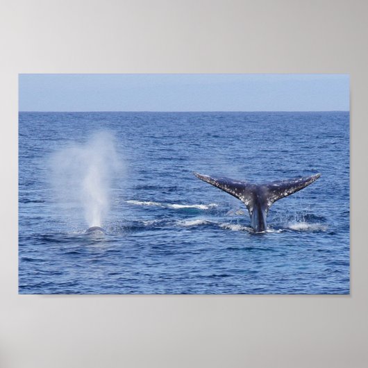 ザトウクジラ尾フルケと吹プリント ポスター (正面)
