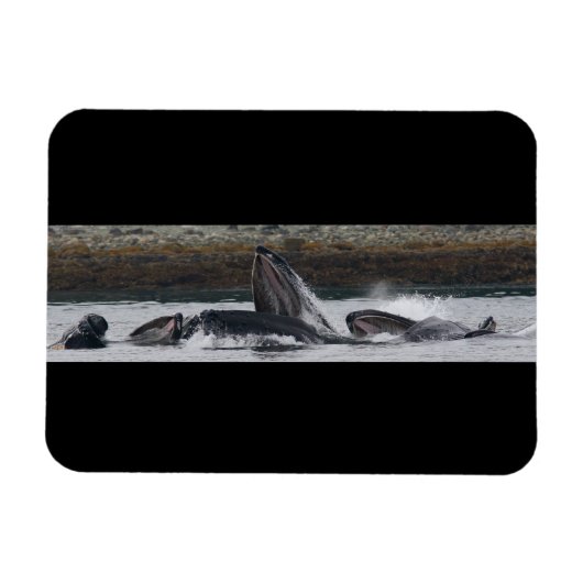 ザトウクジラ食べ物を与えの マグネット (横)