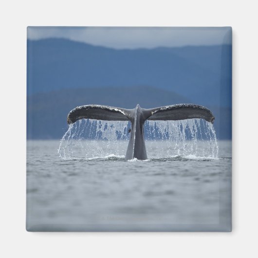 ザトウクジラ2 マグネット (正面)