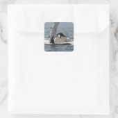 ザトウクジラ スクエアシール (バッグ)