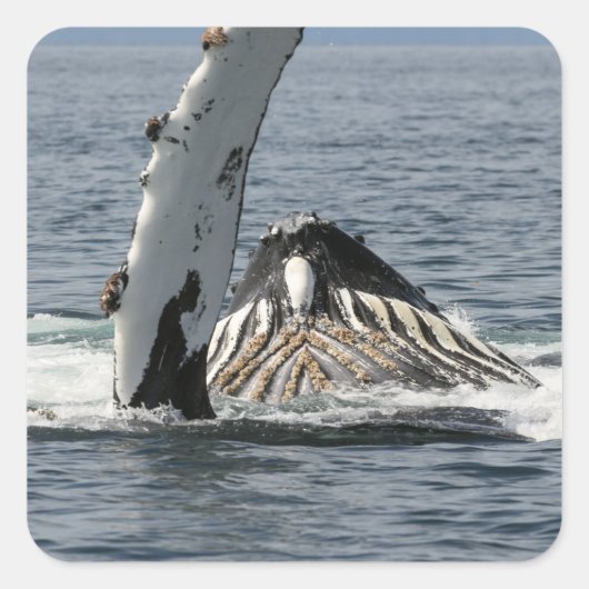 ザトウクジラ スクエアシール (正面)