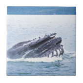 ザトウクジラ タイル (正面)