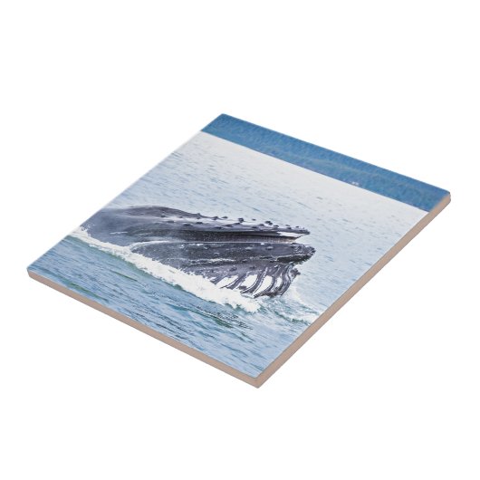 ザトウクジラ タイル (側面)