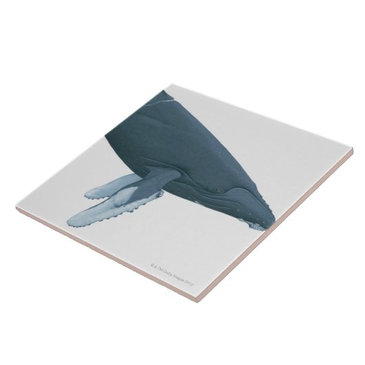 ザトウクジラ タイル (側面)