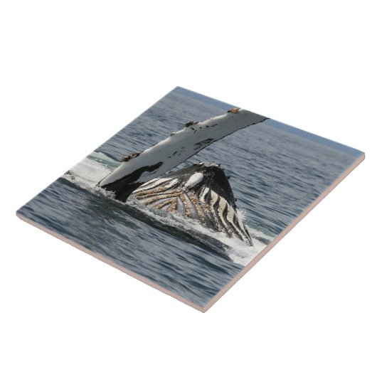 ザトウクジラ タイル (側面)
