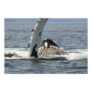 ザトウクジラ フォトプリント           