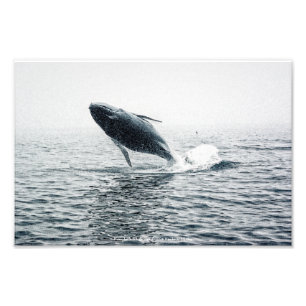 ザトウクジラ フォトプリント