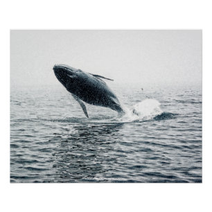 ザトウクジラ ポスター