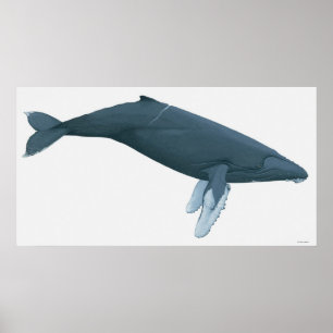 ザトウクジラ ポスター