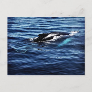 ザトウクジラ ポストカード