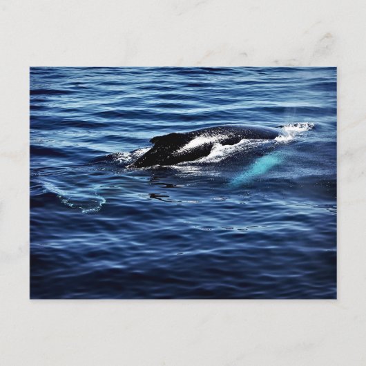 ザトウクジラ ポストカード (正面)