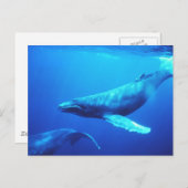 ザトウクジラ ポストカード (正面/裏面)