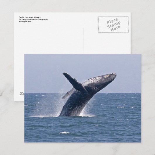 ザトウクジラ… ポストカード (正面/裏面)