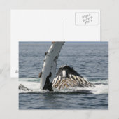 ザトウクジラ ポストカード (正面/裏面)