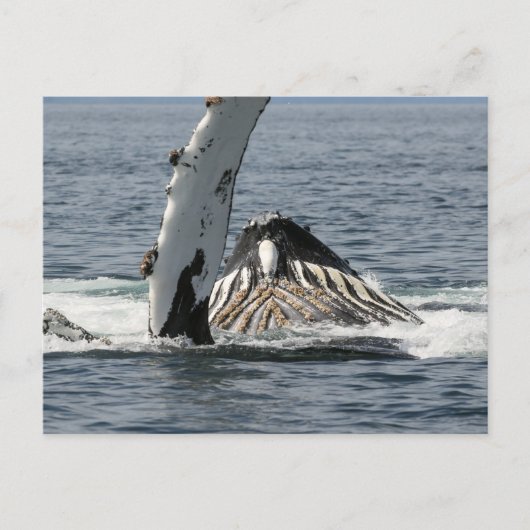 ザトウクジラ ポストカード (正面)