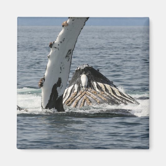 ザトウクジラ マグネット (正面)