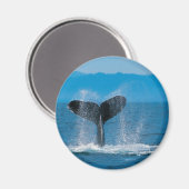ザトウクジラ マグネット (正面/裏面)