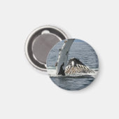 ザトウクジラ マグネット (正面/裏面)