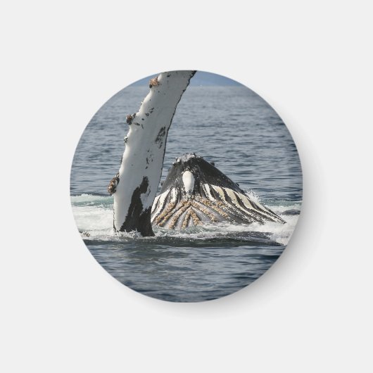 ザトウクジラ マグネット (正面)