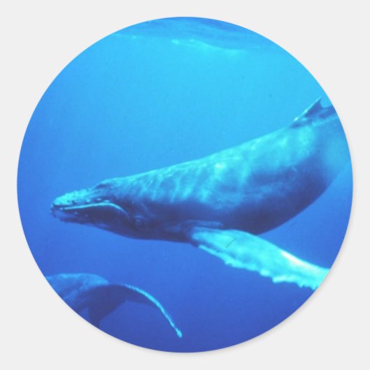 ザトウクジラ ラウンドシール (正面)