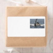 ザトウクジラ ラベル (インサイチュ)