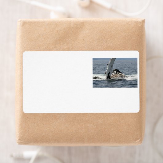 ザトウクジラ ラベル (インサイチュ)