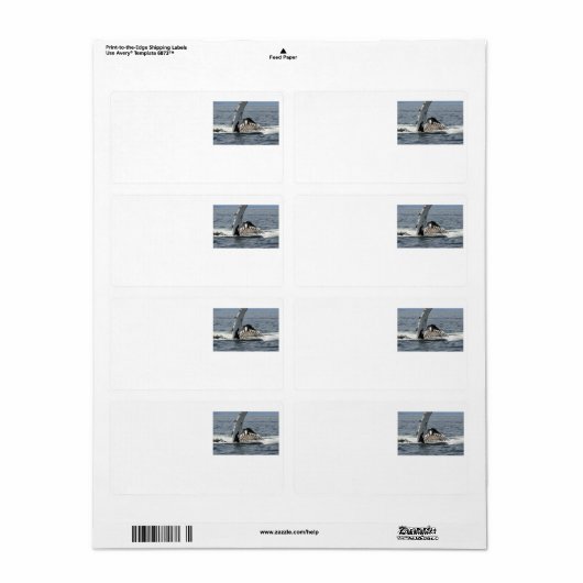 ザトウクジラ ラベル (フルシート)