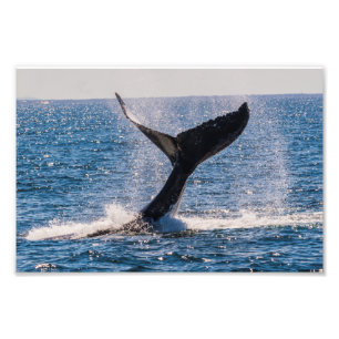 ザトウクジラ-尾肝蛭の写真のプリント フォトプリント           