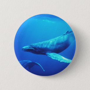 ザトウクジラ 缶バッジ