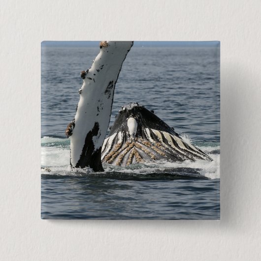 ザトウクジラ 缶バッジ (正面)